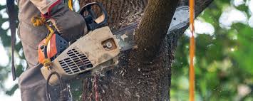 Best Commercial Tree Services  in Midway, GA