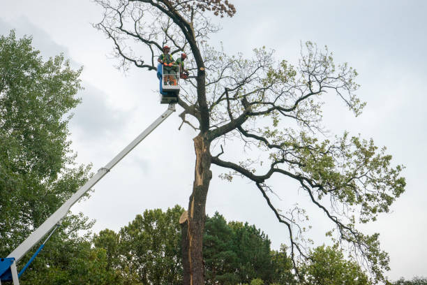 Professional Tree Care Services in Midway, GA